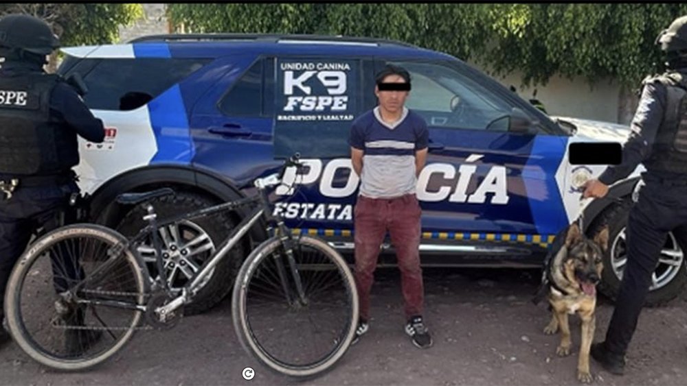 Cae narcociclista en Laguna Larga de Cortés, Pénjamo gracias a perro policía